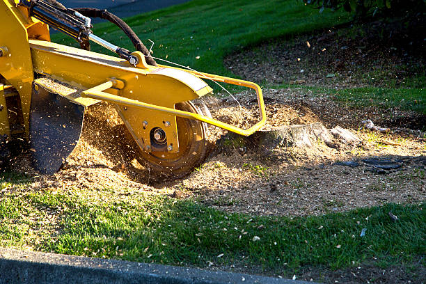Best Landscape Design and Installation  in Mccullom Lake, IL